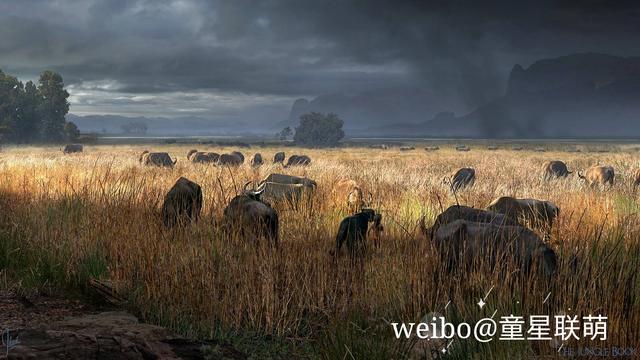 诺丁汉森林防守端集体梦游被狼队快速反击打得溃不成军